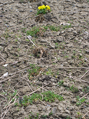 pansy unmulched